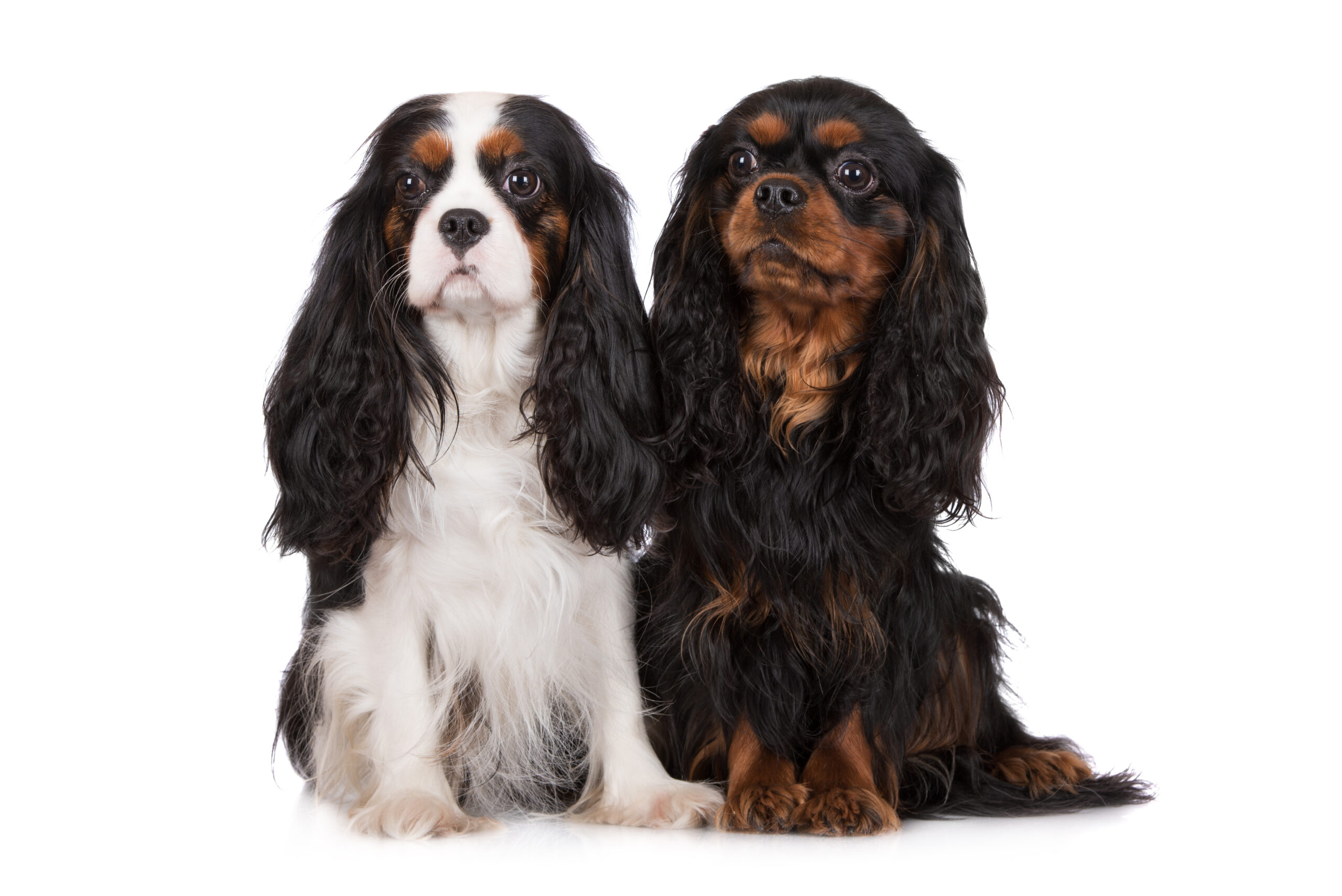 grove kennels